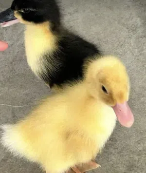 صوص بط Available in 30 small amounts for serious only