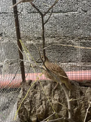 صفرد باكستاني للبيع او بدل