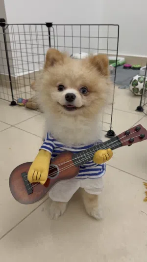 تزاوج فقط ذكر