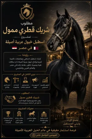 فرصة استثمارية في عالم الخيل العربية الأصيلة