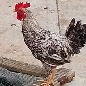 ديج عرب منقط ابو ديج شوكي سلفر