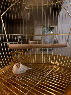 طير زيبرا للبيع  نوعه Pied Zebra Finch
