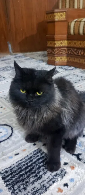قط شيرازي للبيع
