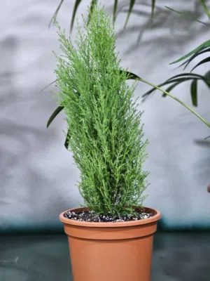 ازرع حياة.. جمل بيتك بلمسة خضراء