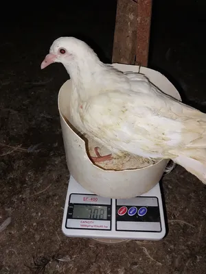 Pigeons1