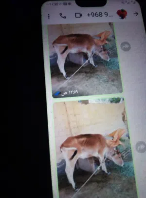 بقره عمانيه