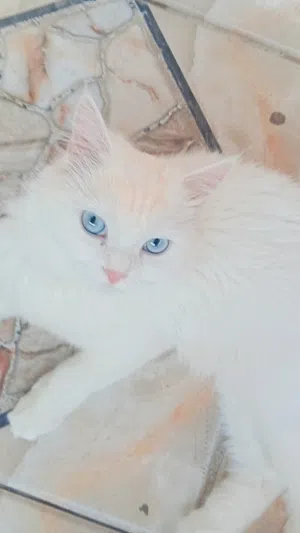 ثلاث قطط للبيع اقرو الوصف