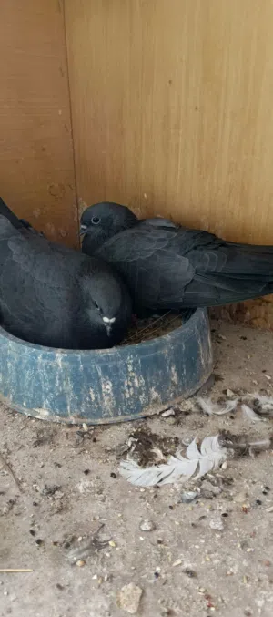 حمام للبيع تور غرابيات