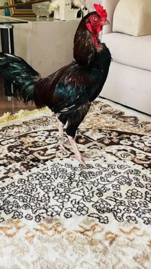 ديك سندي ماشاءالله اموره طيبه