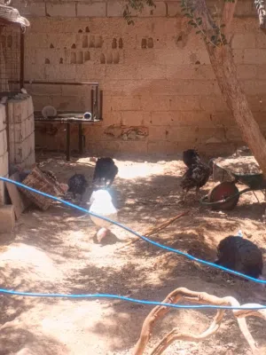 حبش للبيع شغال كفاله بيض الطقم على خمسين دينار يعني 3فرخات وديك الموقع الزرقاء الحلابات الغربي الاسك