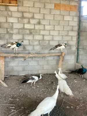 ازواج طاؤوس الوان مختلفه