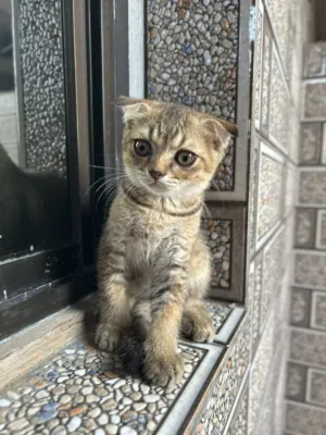 قطط سكوتش صغيره