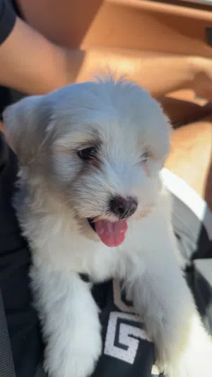 Maltese for sale
