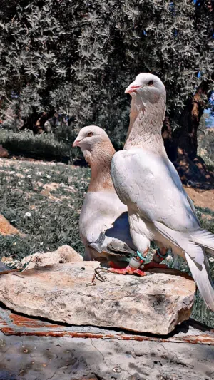 بسم الله ما شاء الله  3 اجواز حمام نخب اول مستوى عالي  جوز ريحانيات نخب النخب اعلى مستوى سعر 30 جوز