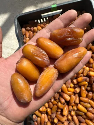 تمر دقله للبيع