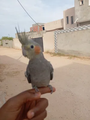 كوكتيل حبشي امروض للبيع