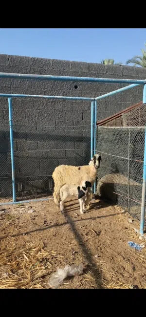 للبيع جعد هنديات الي يدور الزين لايفوت جعد حلوات للتربيه تحتهن كبش وحمله ورويانات الحمدالله شوف الوص