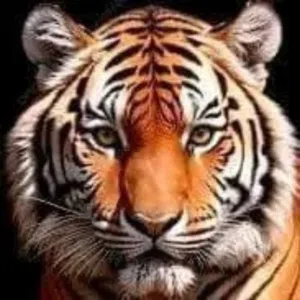 The wild tiger 
