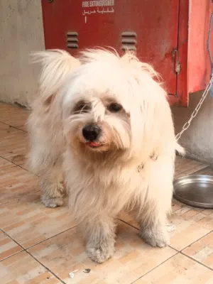 I want to sell my dog he is 1.5 years old his name is smokii