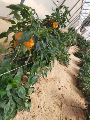 Farm Land for Sale in Ismailia Kantara East