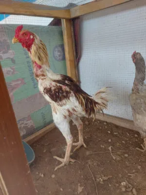 للبيع سلالة بورمي