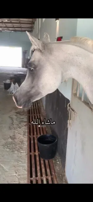 فحل جمال واهو