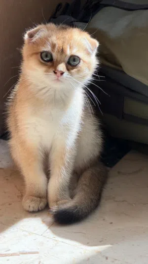 Scottish Fold