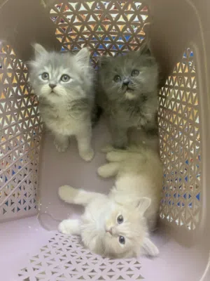 قطط صغار كلش حلوات