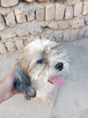 ‏أخرى‏3