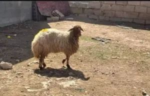 عروض حلال للبيع