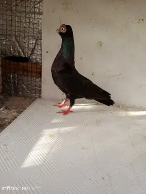 جوز حلبيات سود المانيات جوز ڤينر فحل اسود طيره كستانئي