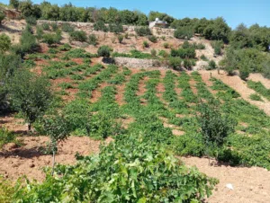 Mixed Use Land for Sale in Ajloun E'in Jana