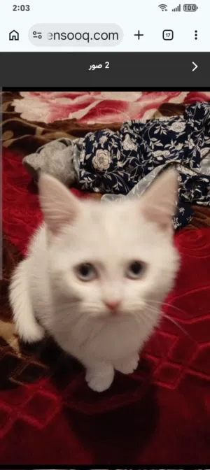 قطط kitten للبيع