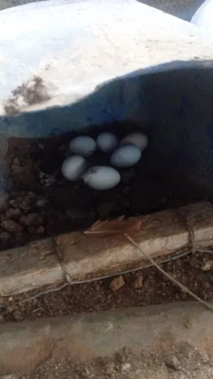 بيض بلدي طازج