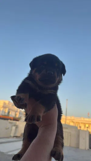 rottweiler puppies