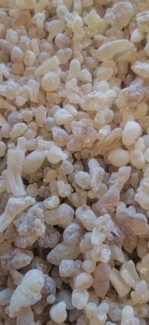 The magnificence of frankincense, Hojari