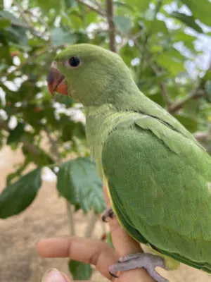 ببغاء فرخ دره هندي