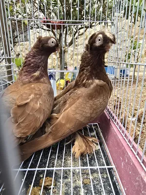 Pigeons2