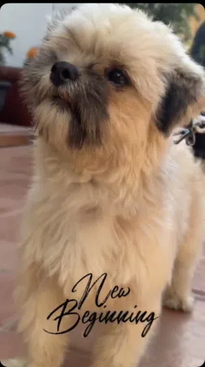 بيع شيتزو العمر 6شهور