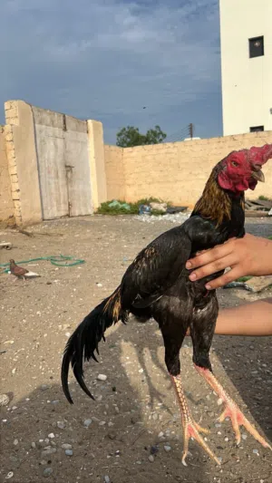 ديك جاوا للبدل