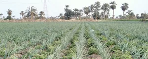 Farm Land for Sale in Beni Suef Al Wasty