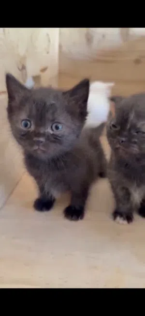 British shorthair chocolate