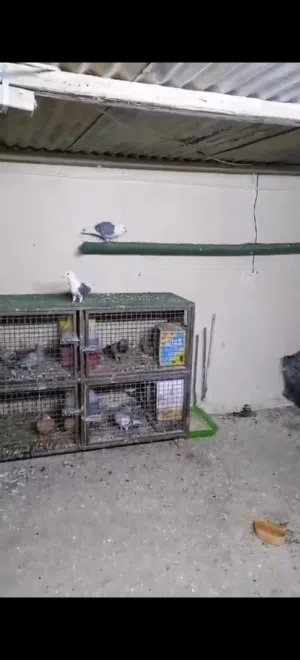 جوز مكاتيف بالصلاه عالنبي شغالات