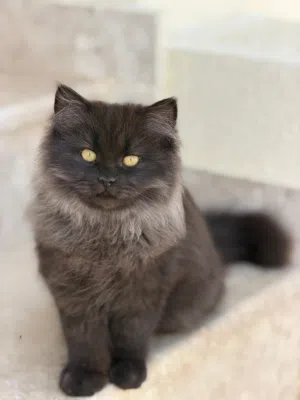 للبيع قطط شيرازيه انثى وذكر