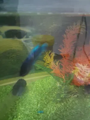 اثنين سمك فايتر وي الحوض بس اذا تبي سمكة وحدة عادي او بدون حوض