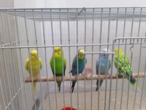 للبيع طيور بادجي 1 ذكر 3 انثئ.  قابل للبدل