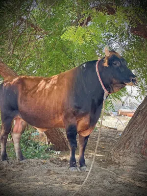 ثور حال بقر
