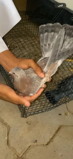 حمام وقواق