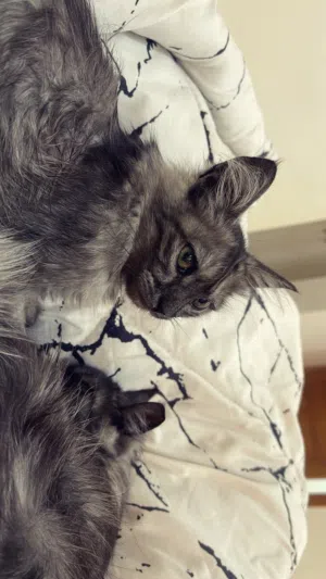 قطط شقيقتان للبيع