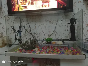 Accessories . Fish0